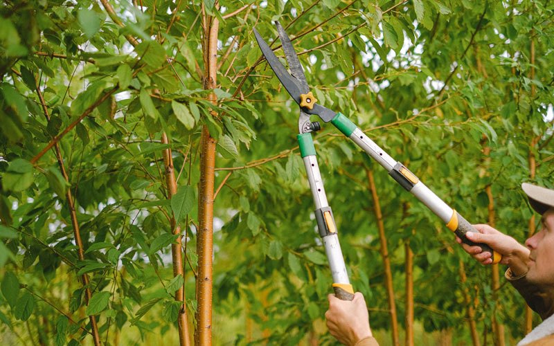 Tree trimming in Childwold, NY
